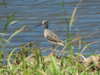 ソリハシシギ 大阪南港野鳥園 2023年8月20日(日)