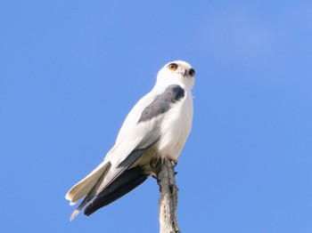 オーストラリアカタグロトビ Central Coast Wetlands Pioneer Dairy(NSW) 2023年8月26日(土)