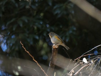 Red-flanked Bluetail 多摩森林科学園 Sat, 1/28/2023