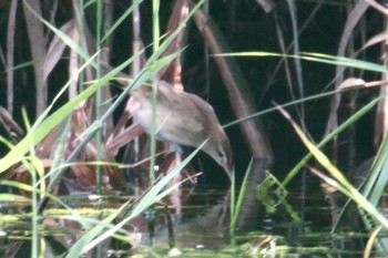 Oriental Reed Warbler 羽村市多摩川 Mon, 8/27/2018