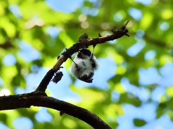 Willow Tit 伊香保森林公園 Sun, 8/20/2023