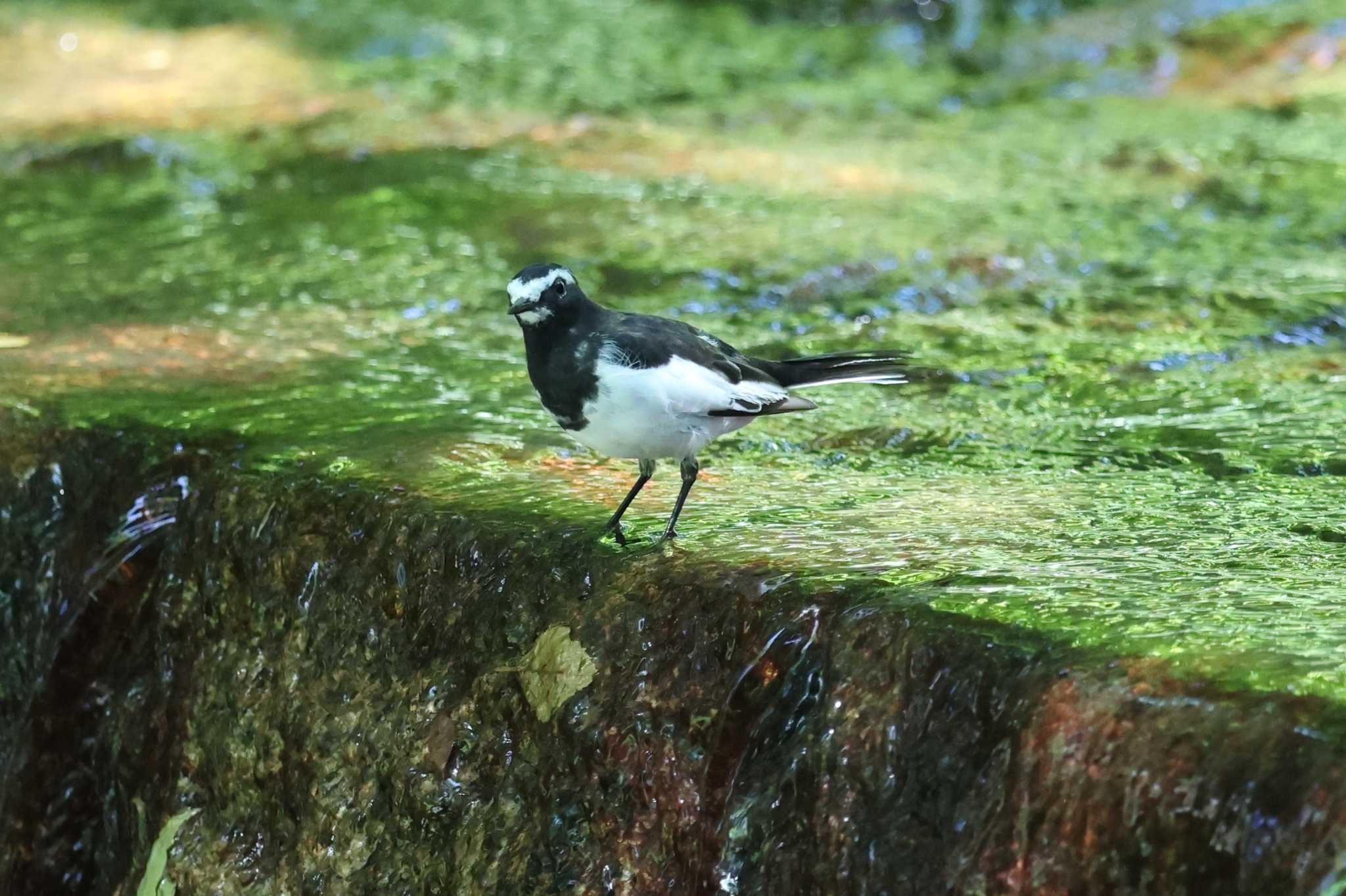 夙川のセグロセキレイ