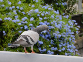 2023年8月27日(日) 平和の森公園、妙正寺川の野鳥観察記録