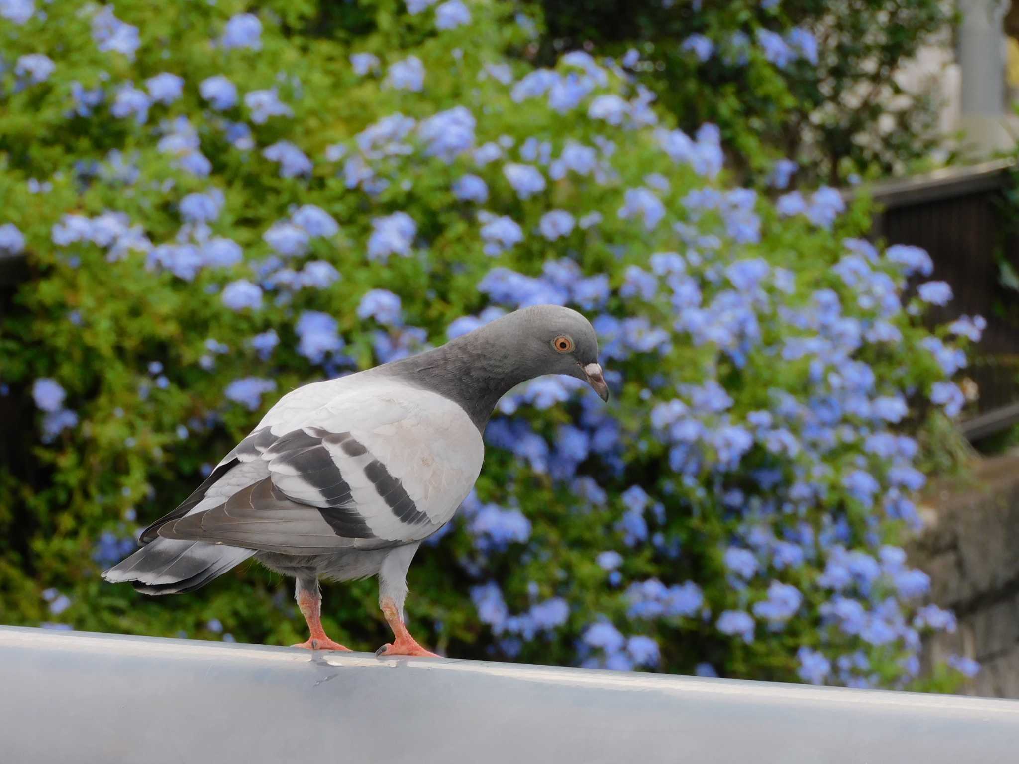 平和の森公園、妙正寺川 カワラバトの写真