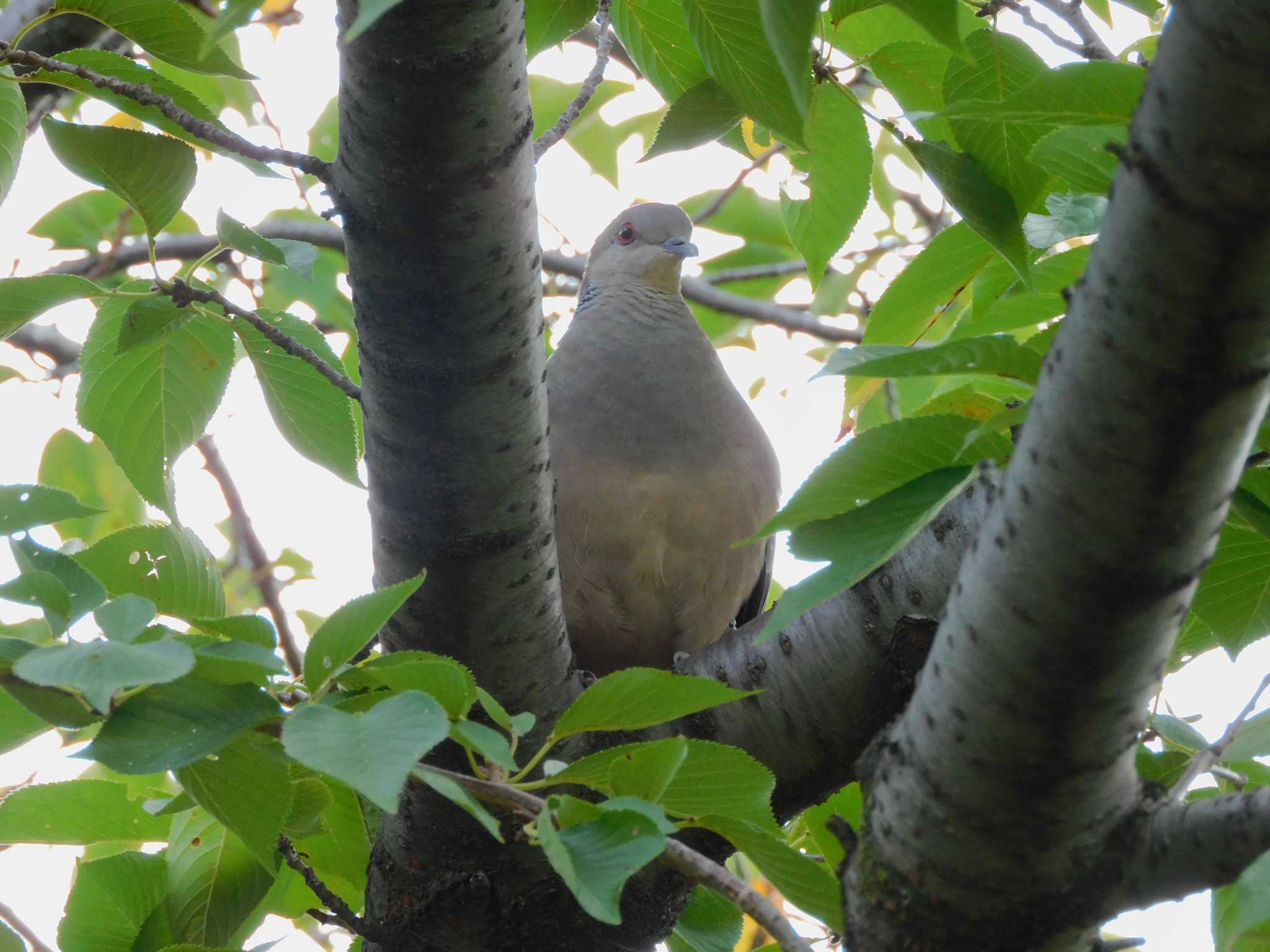 平和の森公園、妙正寺川 キジバトの写真