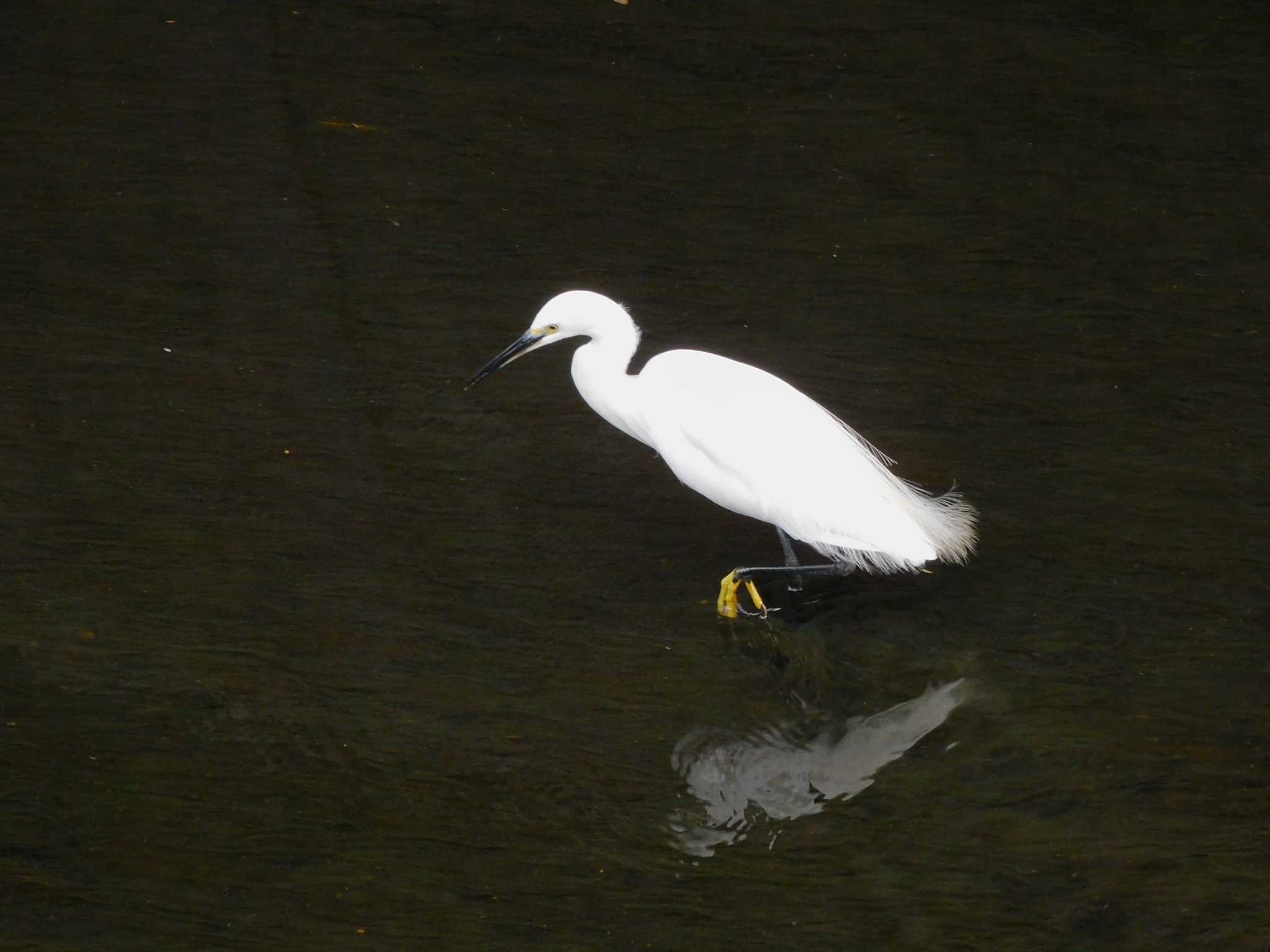 平和の森公園、妙正寺川 コサギの写真