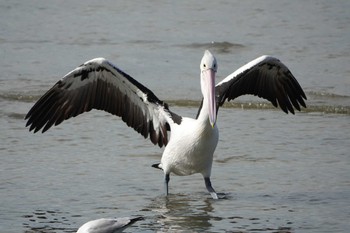 Australian Pelican ケアンズ Mon, 8/7/2023