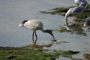 Australian White Ibis ケアンズ Mon, 8/7/2023