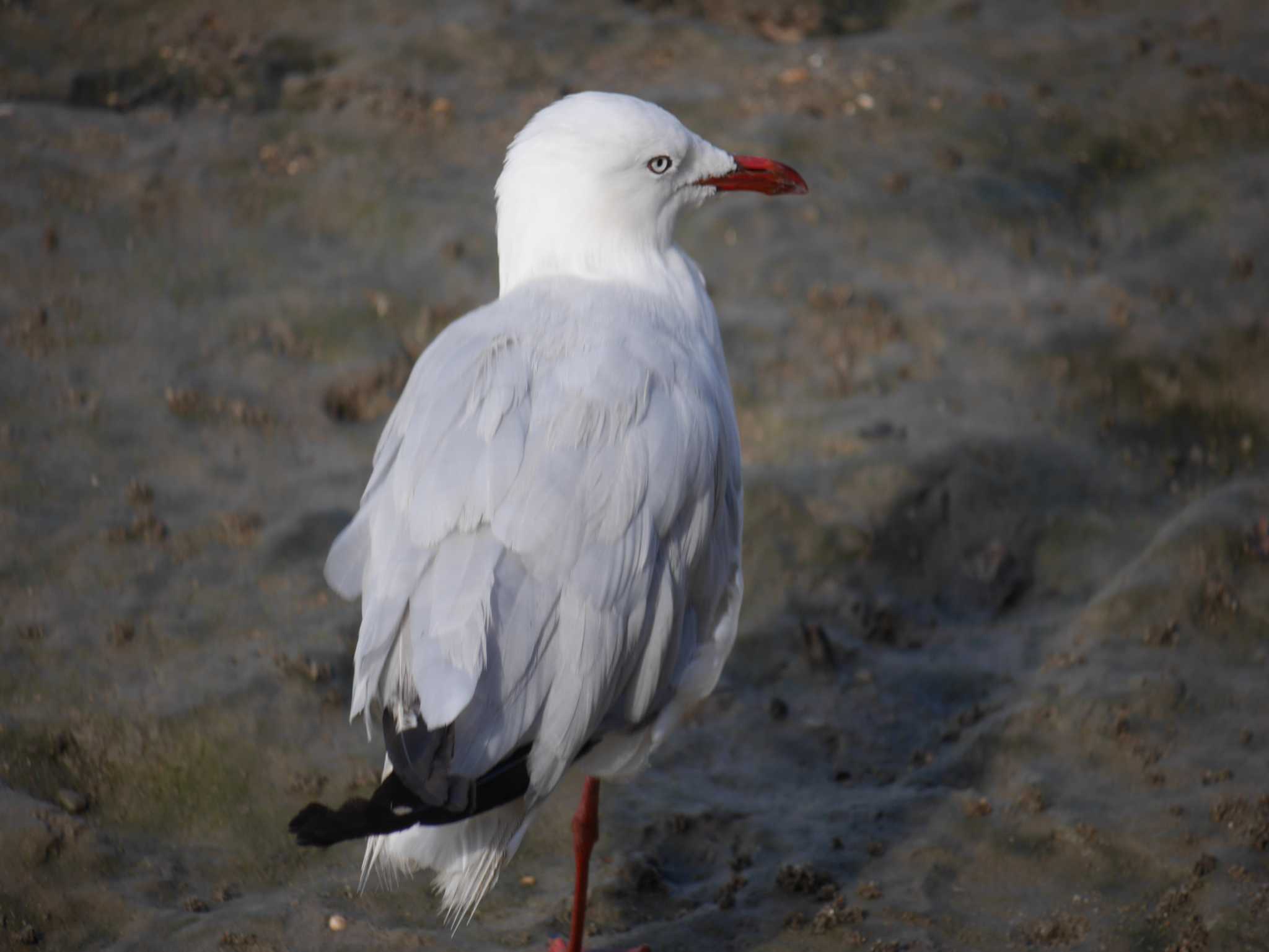 Photo of Silver Gull at ケアンズ by 益子オオマシコ