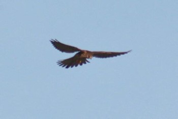 Common Kestrel 和歌山市紀ノ川 Sat, 8/18/2018