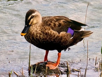 カルガモ 東京港野鳥公園 2023年8月26日(土)