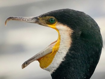 カワウ 東京港野鳥公園 2023年8月26日(土)