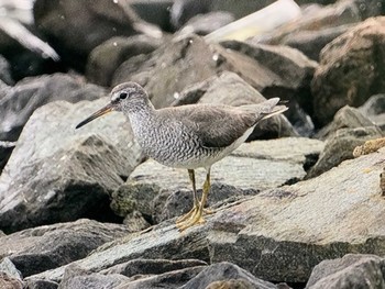 キアシシギ 東京港野鳥公園 2023年8月26日(土)