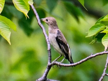 2023年8月26日(土) 東京港野鳥公園の野鳥観察記録