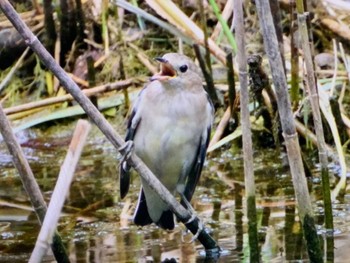 コムクドリ 東京港野鳥公園 2023年8月26日(土)