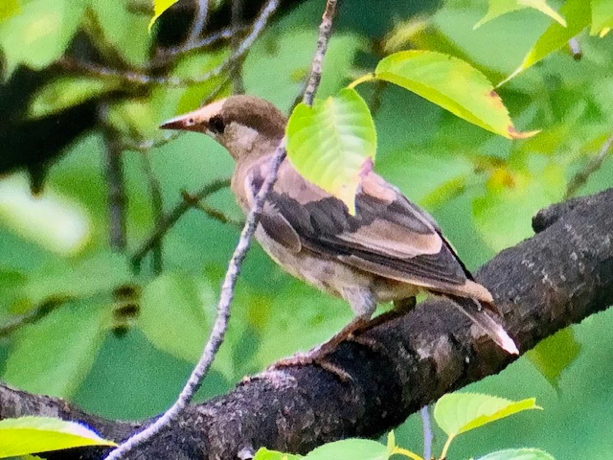 東京港野鳥公園 ムクドリの写真