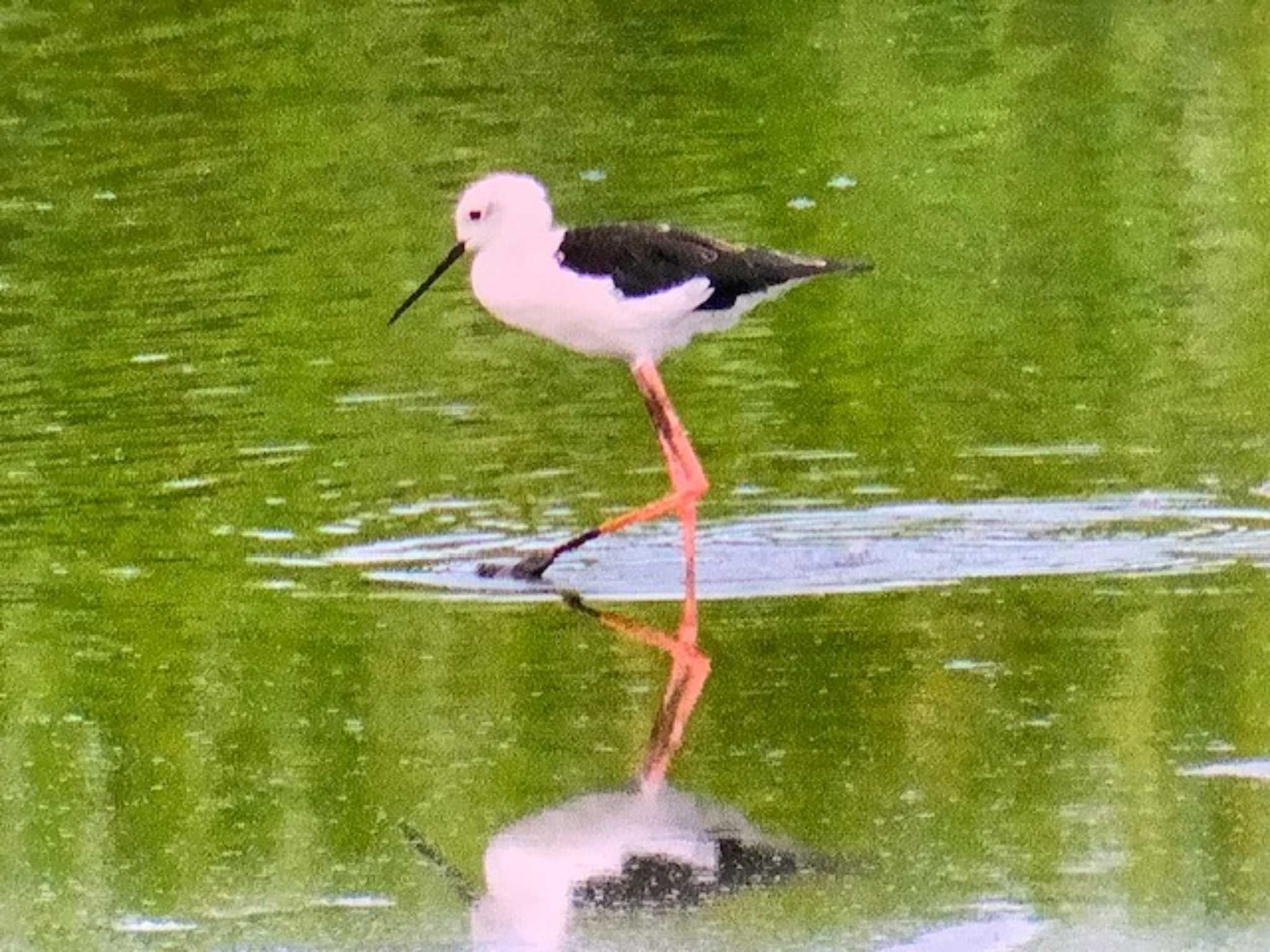 東京港野鳥公園 セイタカシギの写真