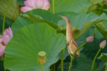 ヨシゴイ 館林 2023年7月2日(日)