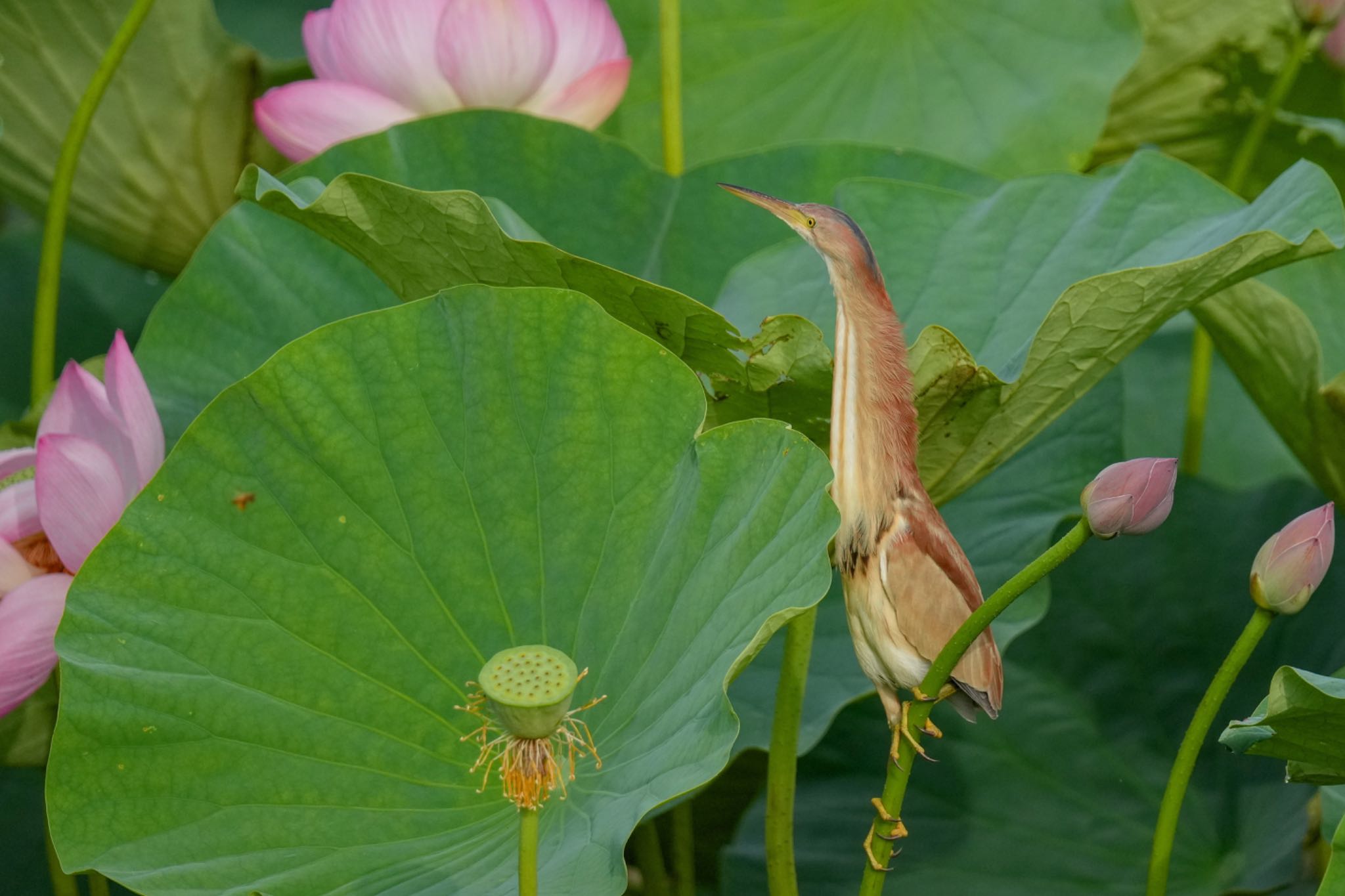 館林 ヨシゴイの写真