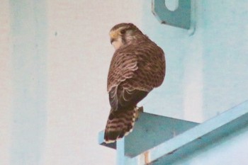 Common Kestrel 和歌山市紀ノ川 Mon, 8/27/2018