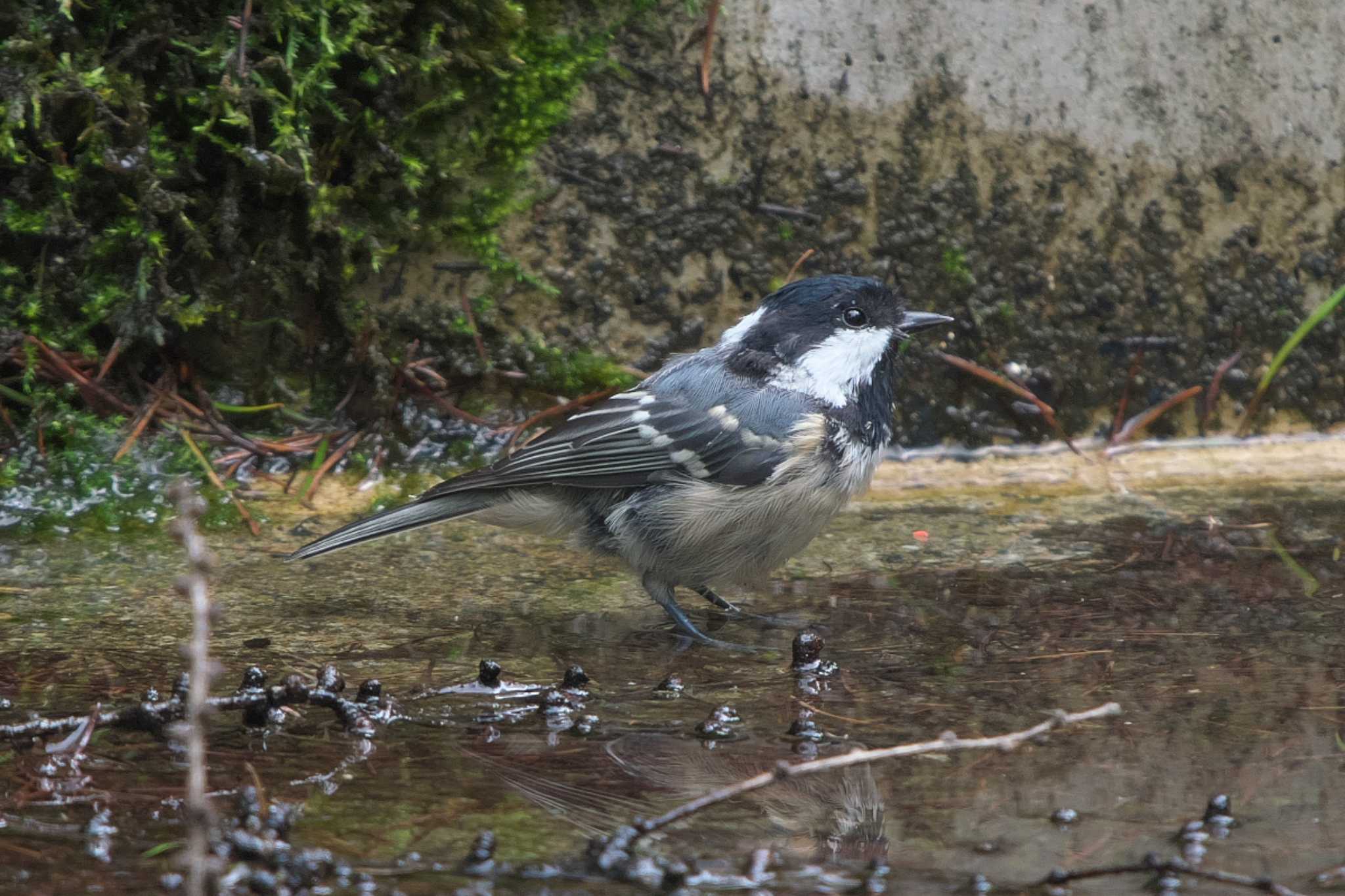 Coal Tit