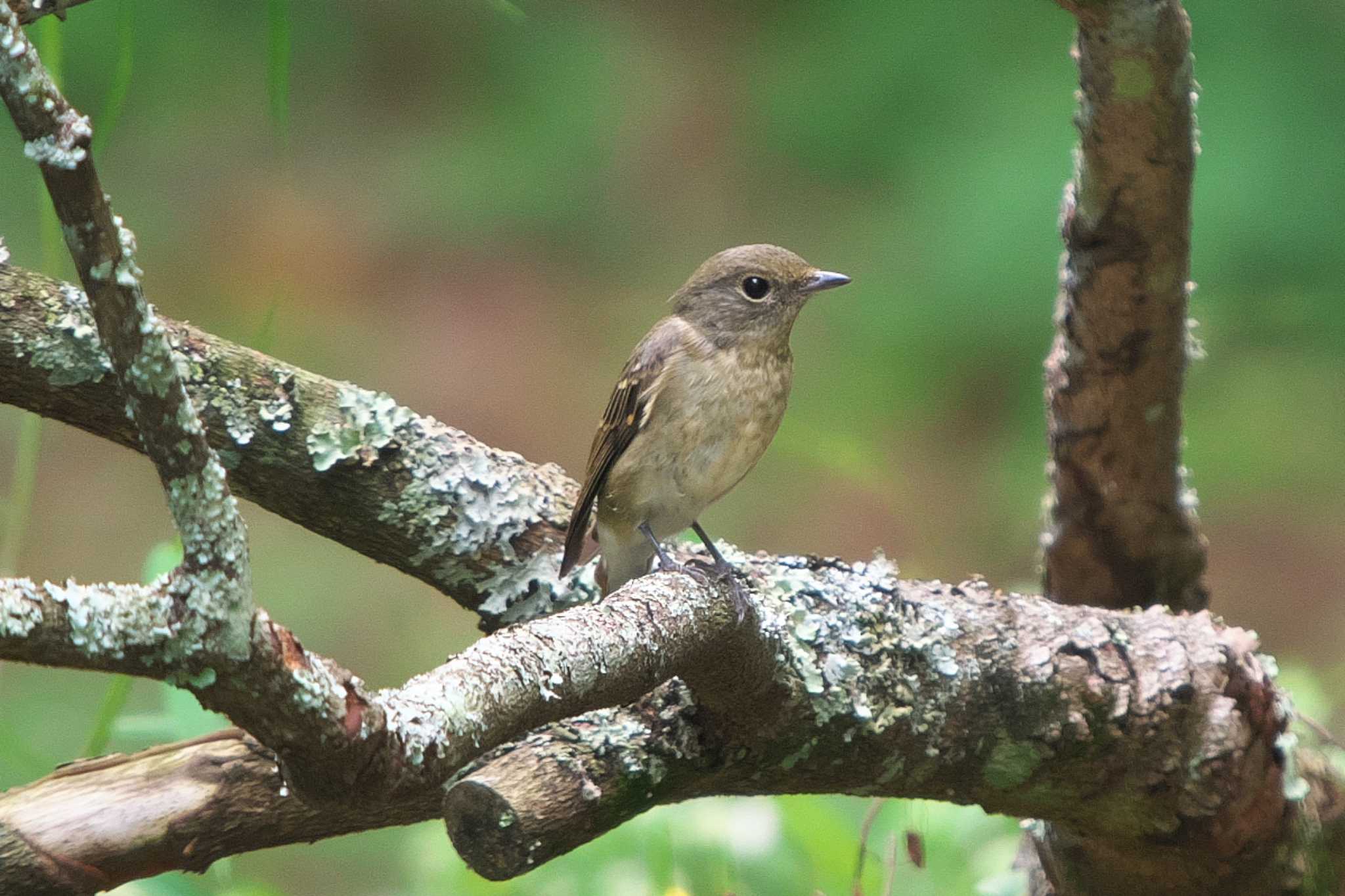 Photo of Narcissus Flycatcher at 創造の森(山梨県) by Y. Watanabe