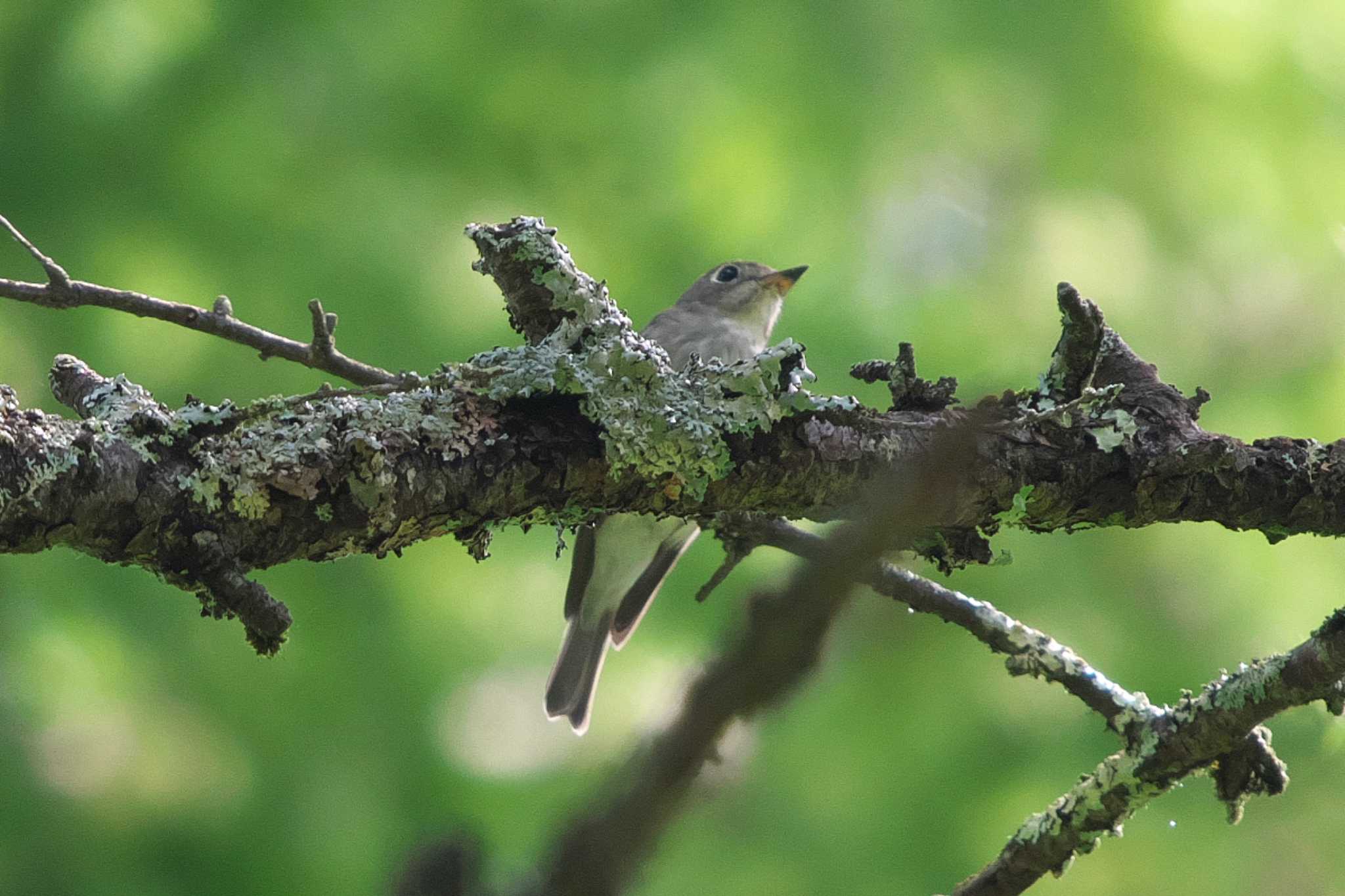 Asian Brown Flycatcher