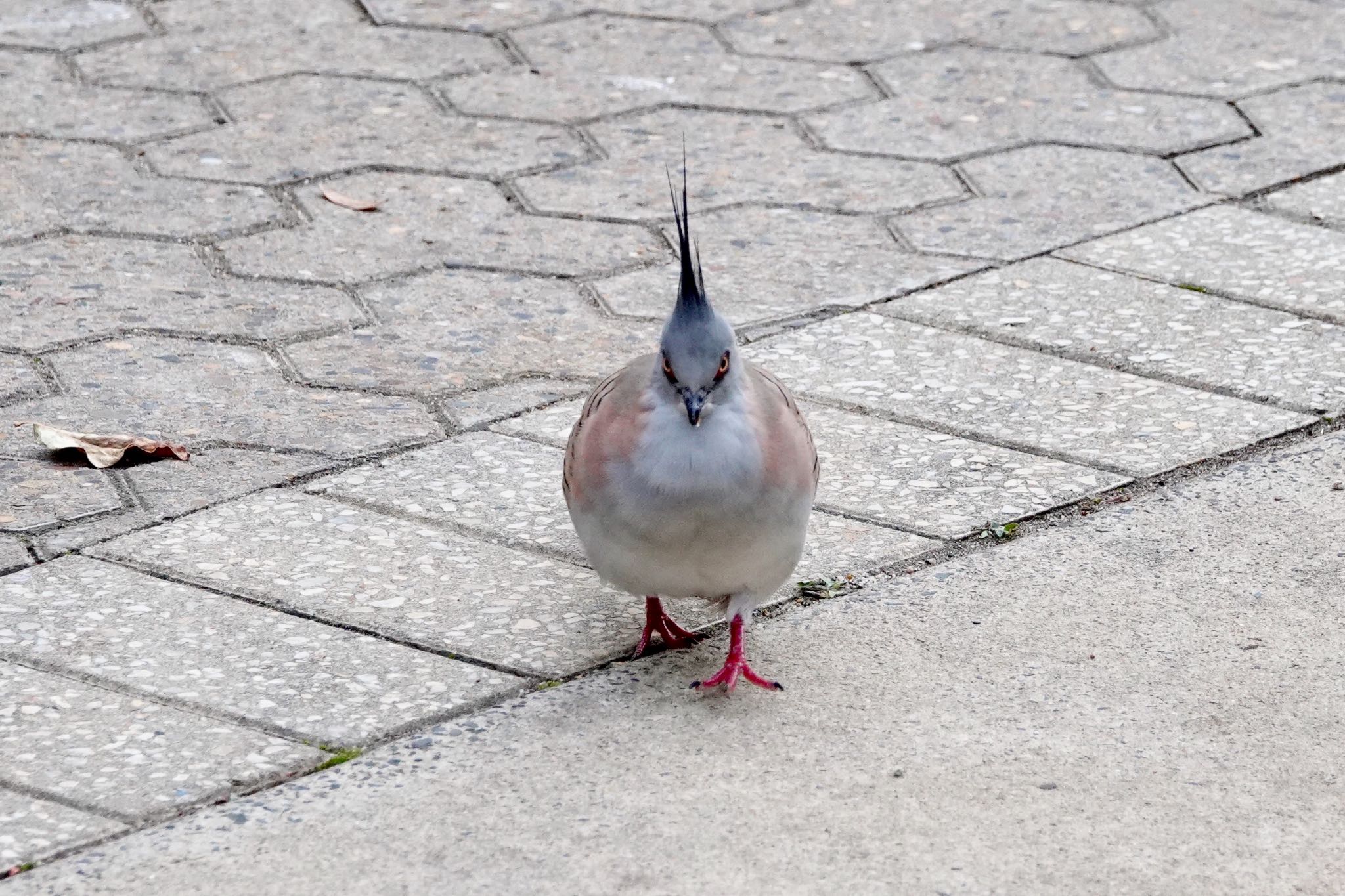 Photo of Crested Pigeon at シドニー by のどか