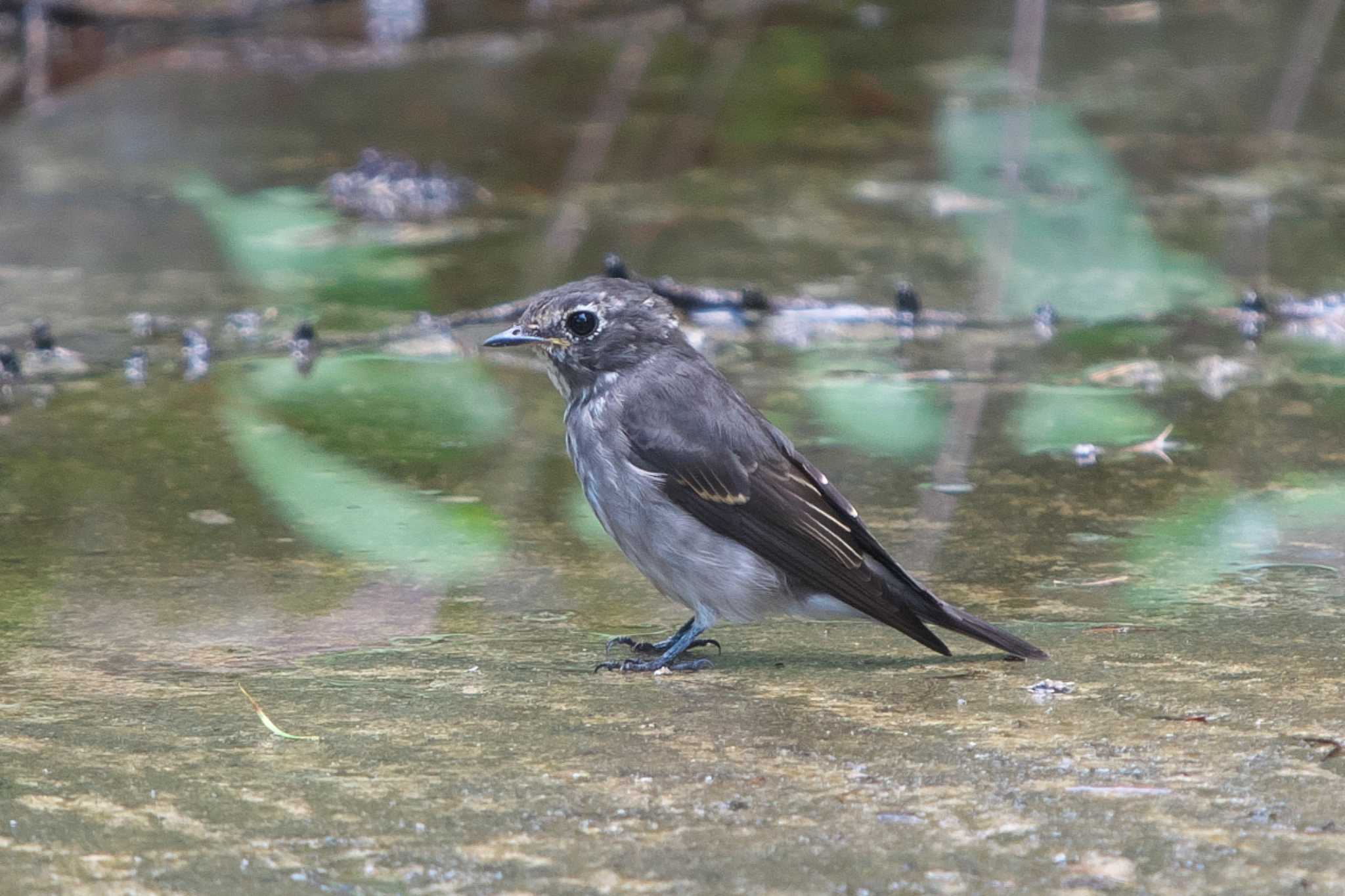 Grey-streaked Flycatcher