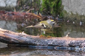 2023年8月25日(金) 創造の森(山梨県)の野鳥観察記録