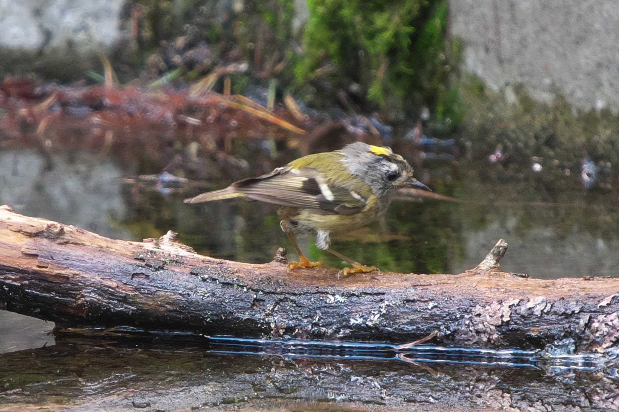 Goldcrest