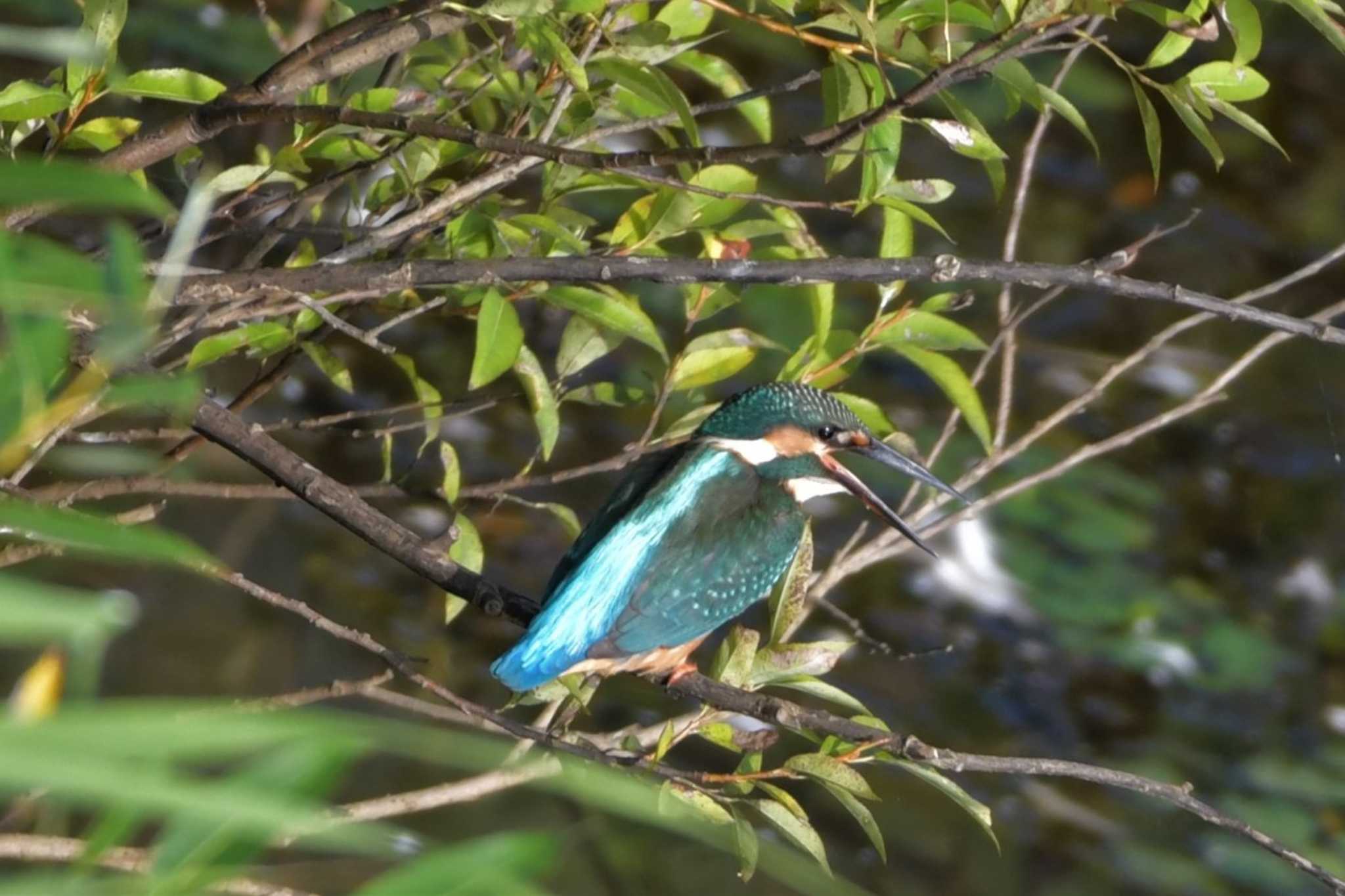 モエレ沼公園札幌 カワセミの写真