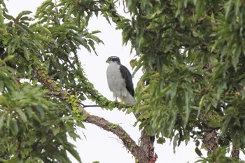 Eurasian Goshawk Unknown Spots Sun, 8/27/2023