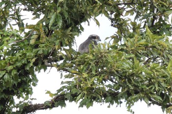 Eurasian Goshawk Unknown Spots Sun, 8/27/2023