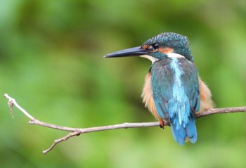 Common Kingfisher 東京都世田谷区 Sun, 8/27/2023