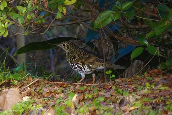 トラツグミ 昭和記念公園 2022年1月9日(日)