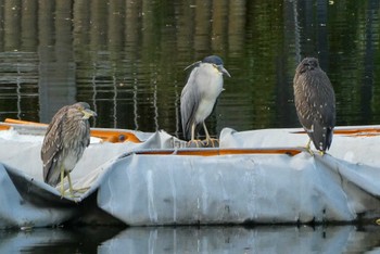 Black-crowned Night Heron Ukima Park Sat, 8/26/2023