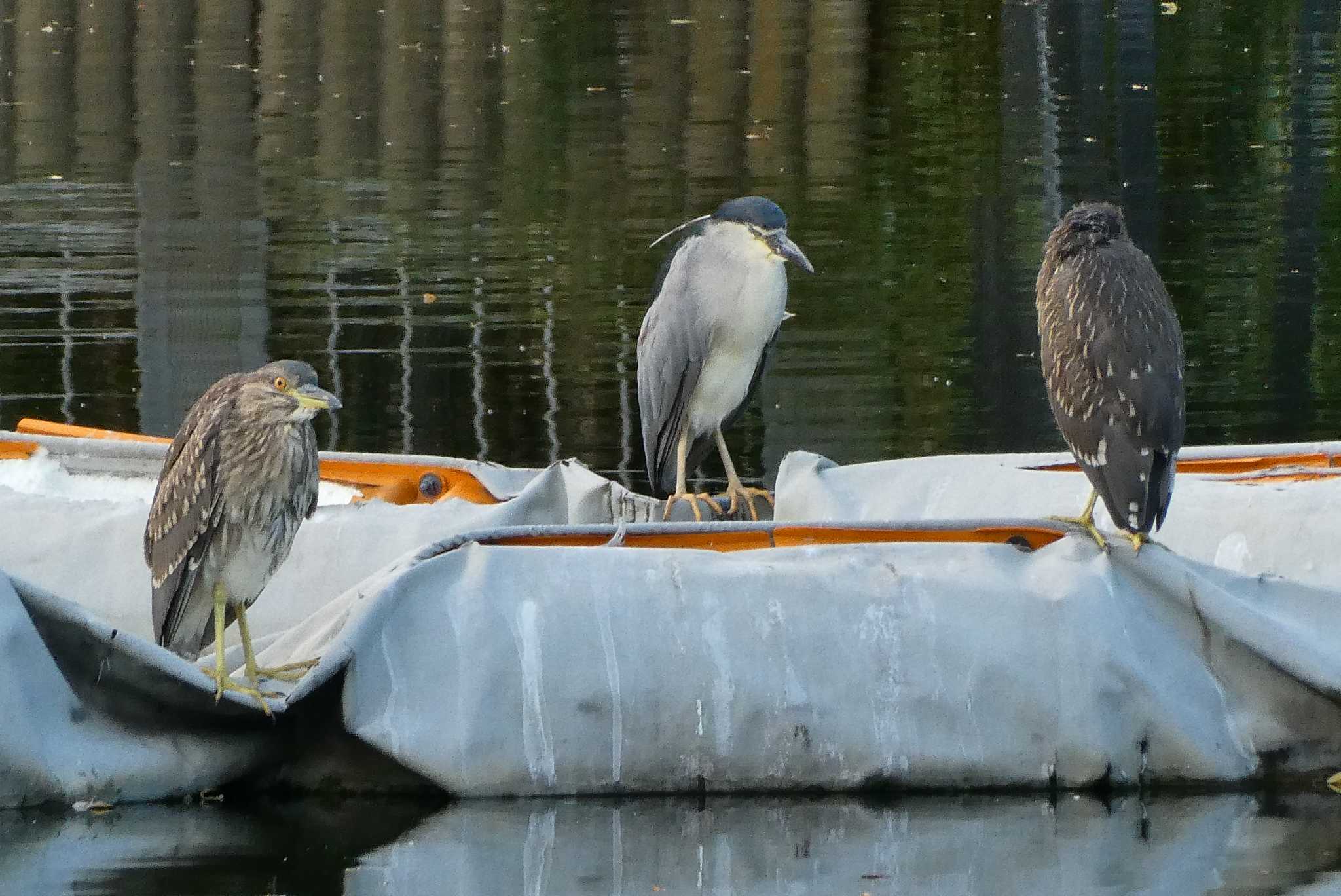 Black-crowned Night Heron