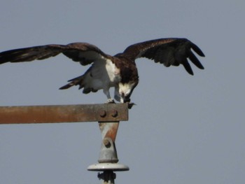 Osprey 岡山旭川 Sun, 8/27/2023