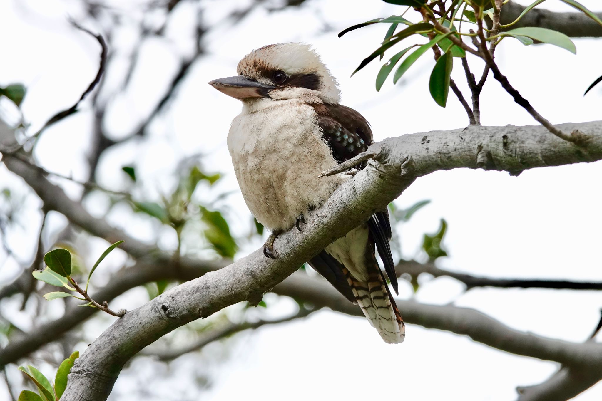 Laughing Kookaburra