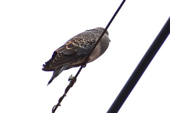 Oriental Turtle Dove 芝川 Sun, 8/27/2023