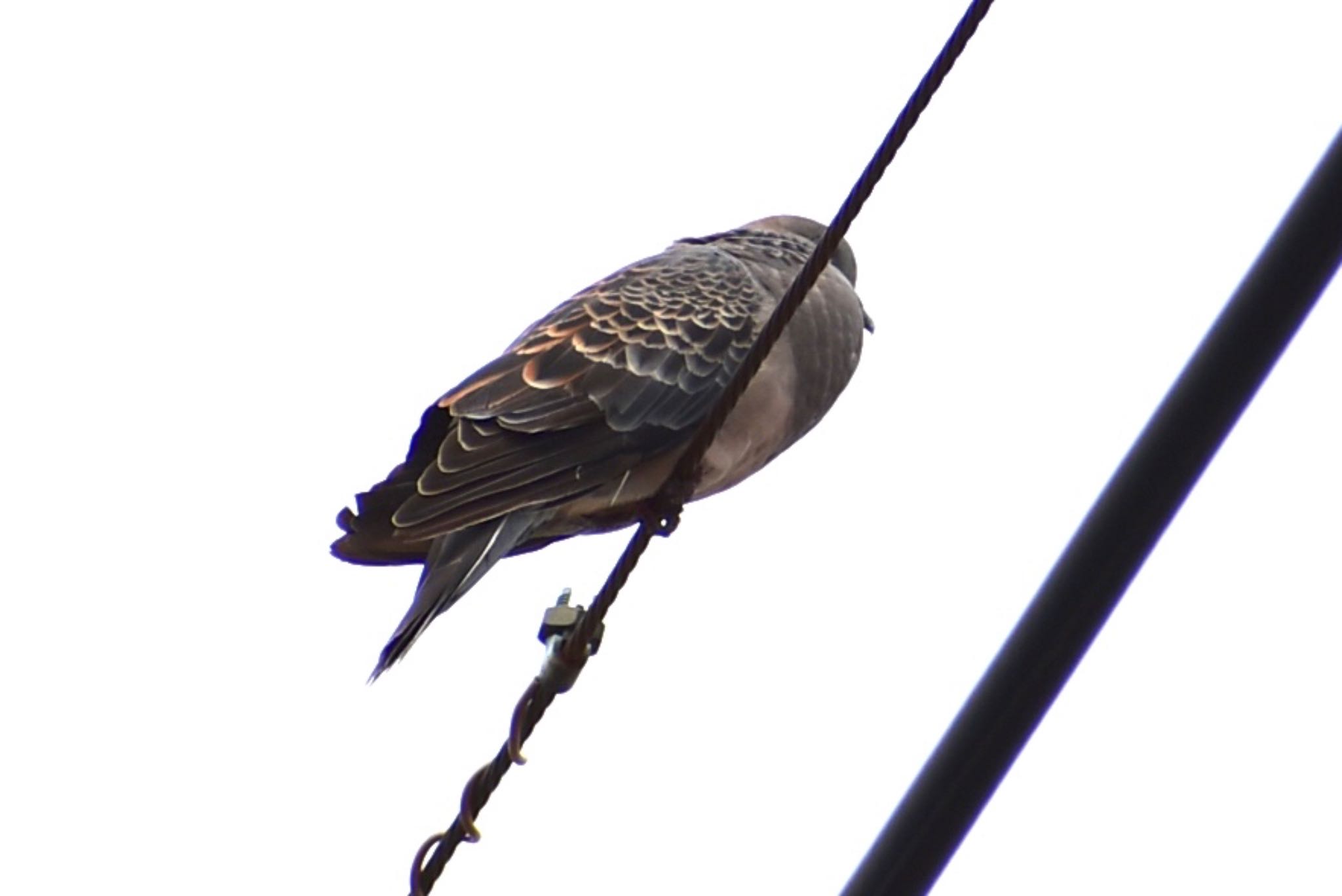 Photo of Oriental Turtle Dove at 芝川 by ツピ太郎