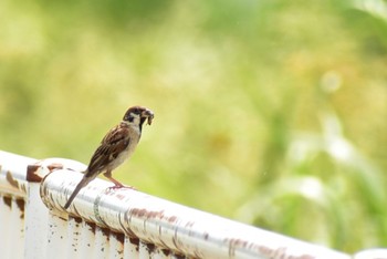 Eurasian Tree Sparrow 芝川 Sun, 8/27/2023