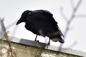 Carrion Crow 芝川 Sun, 8/27/2023