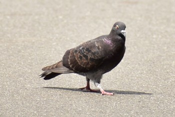 Rock Dove 芝川 Sun, 8/27/2023