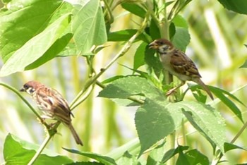 Eurasian Tree Sparrow 芝川 Sun, 8/27/2023