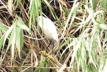 Little Egret 芝川 Sun, 8/27/2023