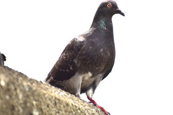 Rock Dove 芝川 Sun, 8/27/2023