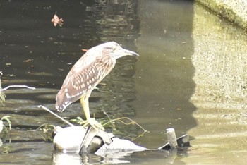 Black-crowned Night Heron 芝川 Sun, 8/27/2023