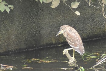 Black-crowned Night Heron 芝川 Sun, 8/27/2023